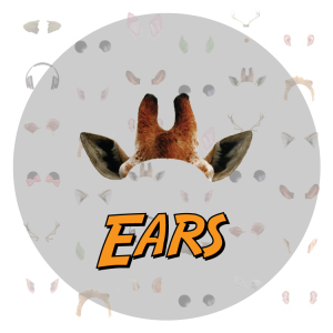 EARS_FEATURE IMAGE